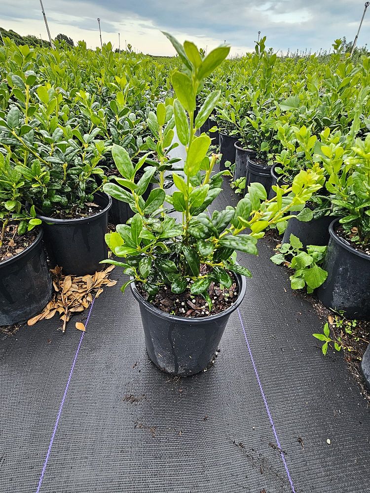 ilex-cornuta-burfordii-chinese-holly-horned-holly-burford-holly