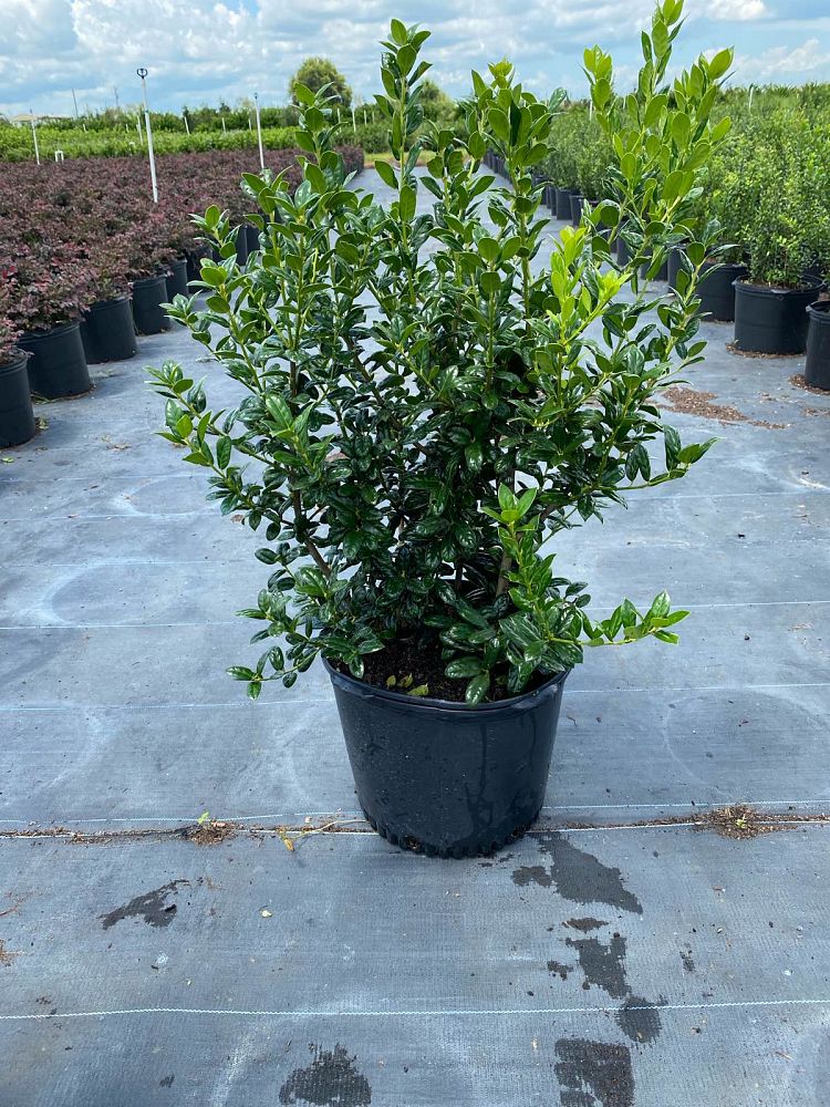 ilex-cornuta-burfordii-chinese-holly-horned-holly-burford-holly