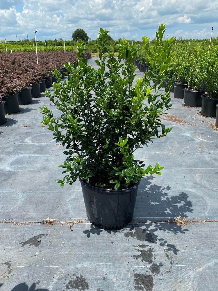 ilex-cornuta-burfordii-chinese-holly-horned-holly-burford-holly
