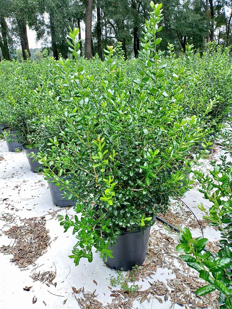 ilex-cornuta-burfordii-chinese-holly-horned-holly-burford-holly