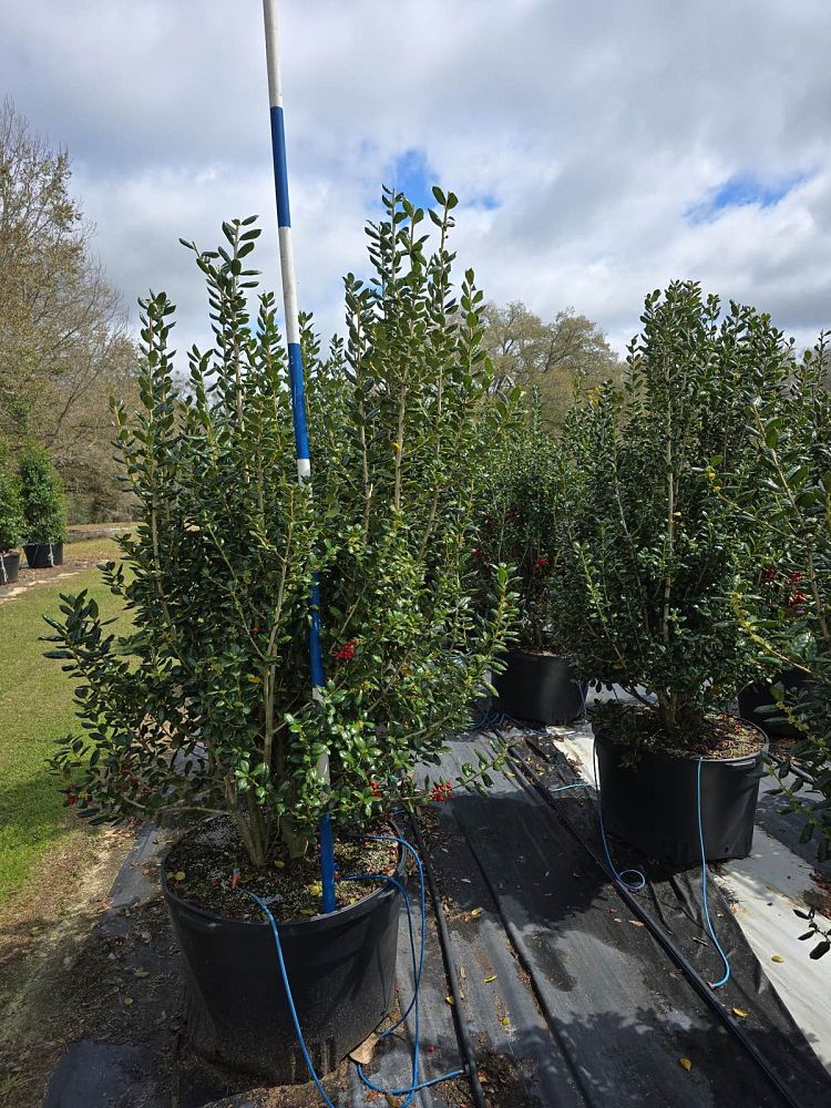 ilex-cornuta-burfordii-chinese-holly-horned-holly-burford-holly