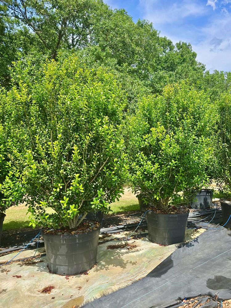 ilex-cornuta-burfordii-chinese-holly-horned-holly-burford-holly