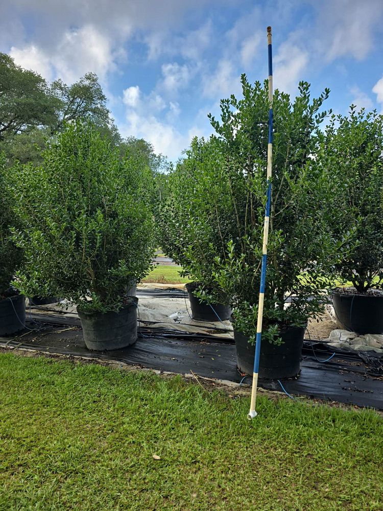 ilex-cornuta-burfordii-chinese-holly-horned-holly-burford-holly