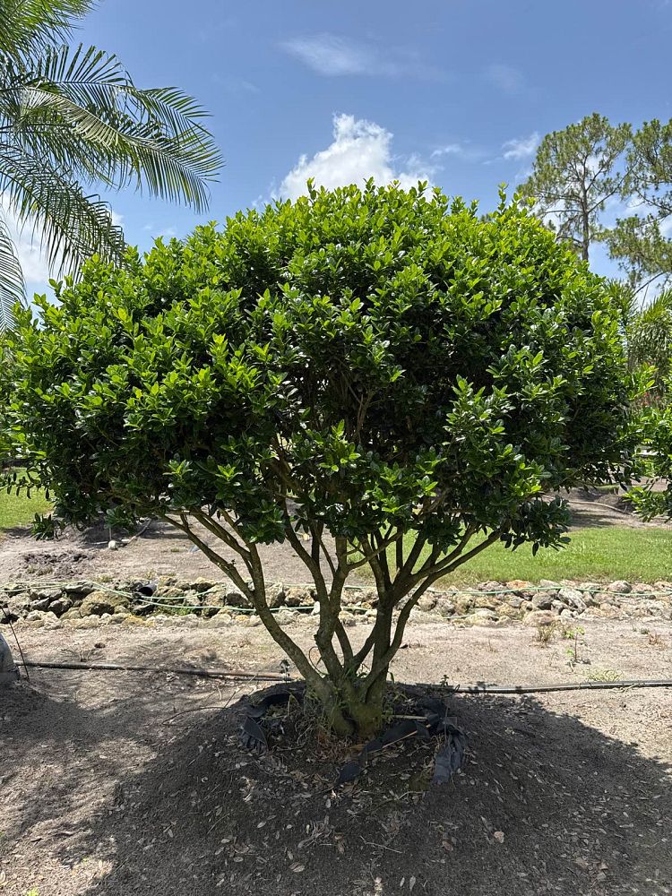 ilex-cornuta-burfordii-chinese-holly-horned-holly-burford-holly