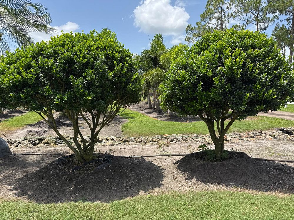 ilex-cornuta-burfordii-chinese-holly-horned-holly-burford-holly