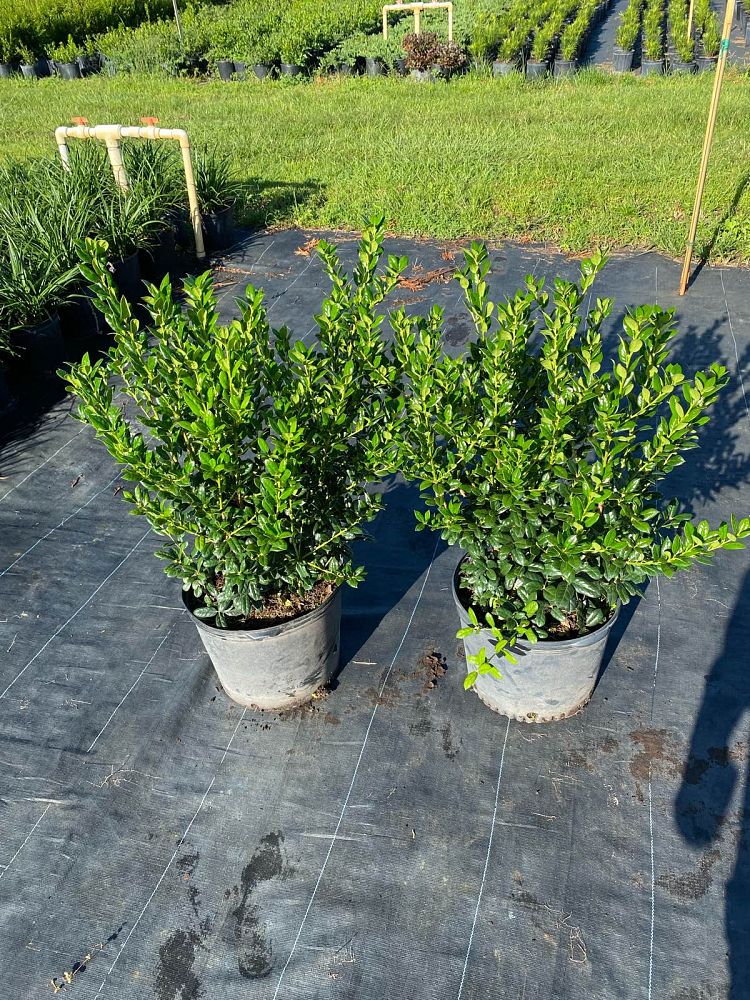 ilex-cornuta-burfordii-chinese-holly-horned-holly-burford-holly