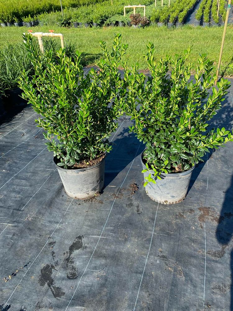 ilex-cornuta-burfordii-chinese-holly-horned-holly-burford-holly