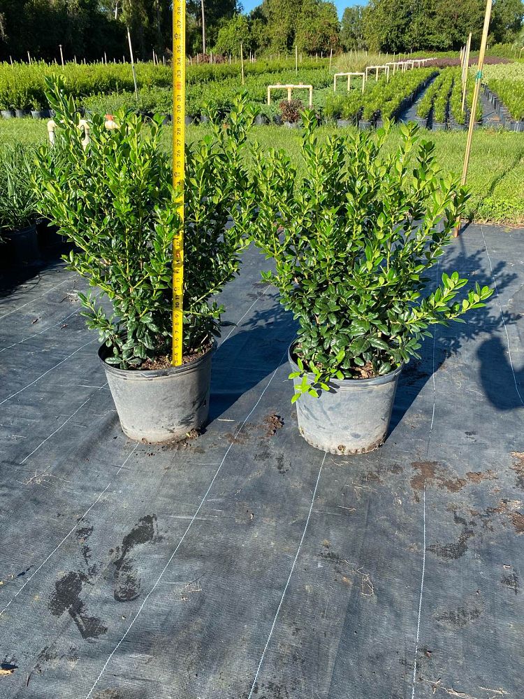 ilex-cornuta-burfordii-chinese-holly-horned-holly-burford-holly