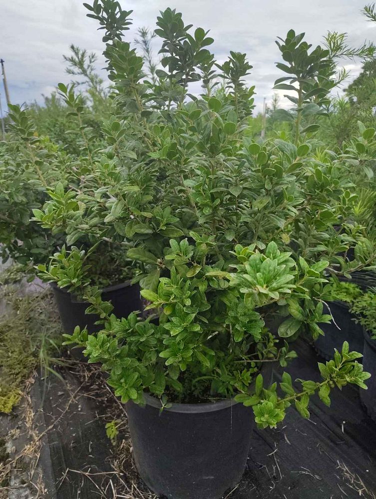 ilex-cornuta-burfordii-chinese-holly-horned-holly-burford-holly