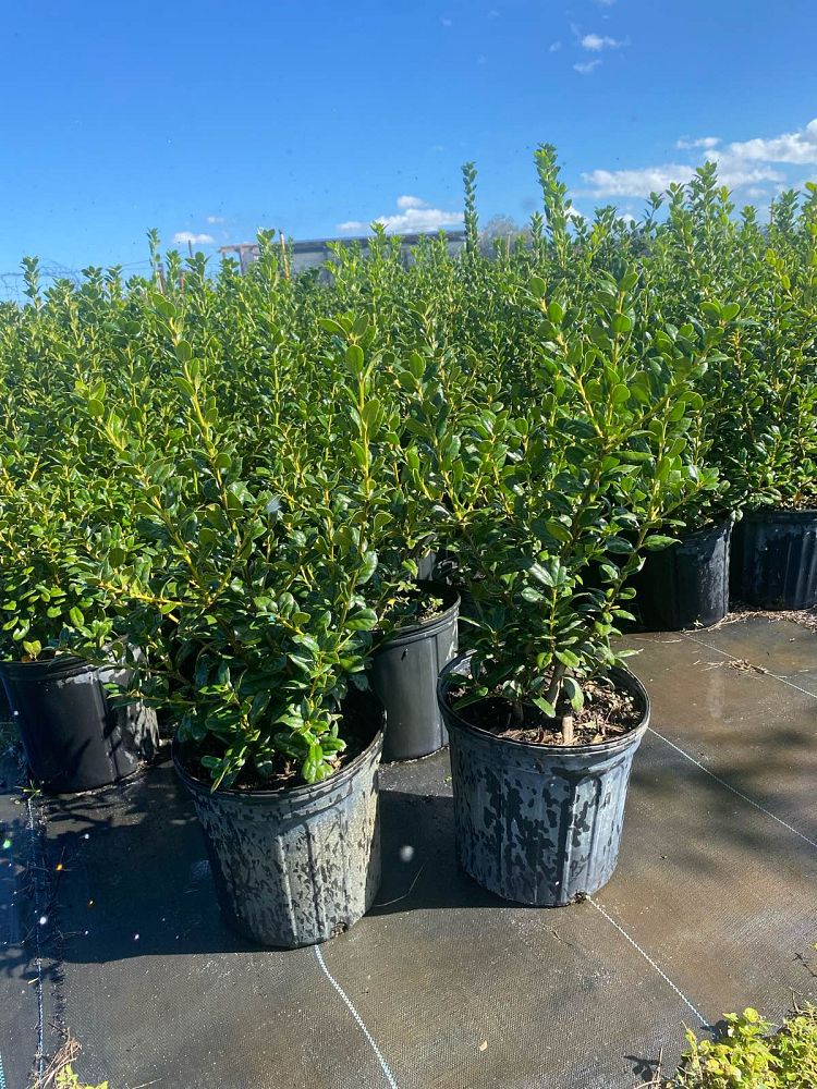 ilex-cornuta-burfordii-chinese-holly-horned-holly-burford-holly