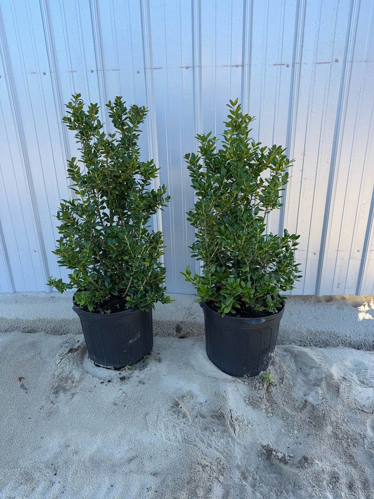 ilex-cornuta-burfordii-chinese-holly-horned-holly-burford-holly