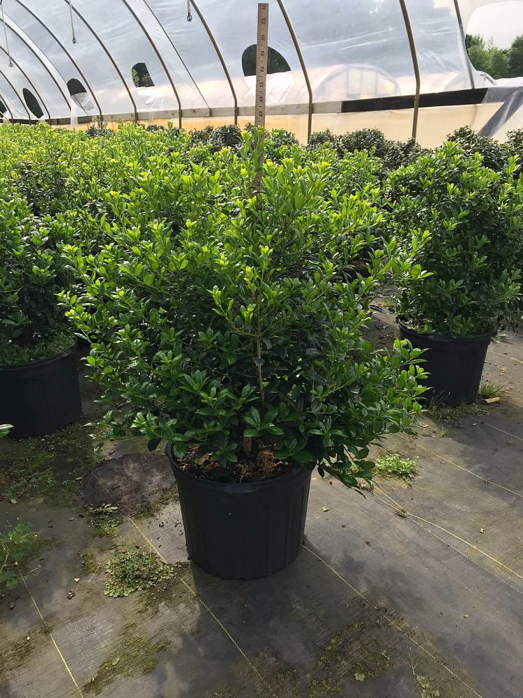 Ilex Crenata Golden Gem Ball Eastex Nursery Plantant Com