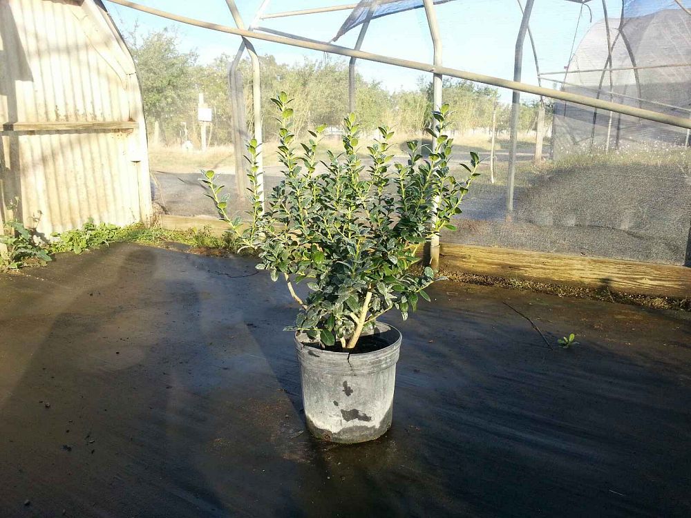 ilex-cornuta-burfordii-nana-chinese-holly-dwarf-burford-holly