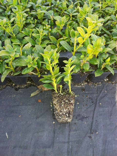 ilex-cornuta-burfordii-nana-chinese-holly-dwarf-burford-holly