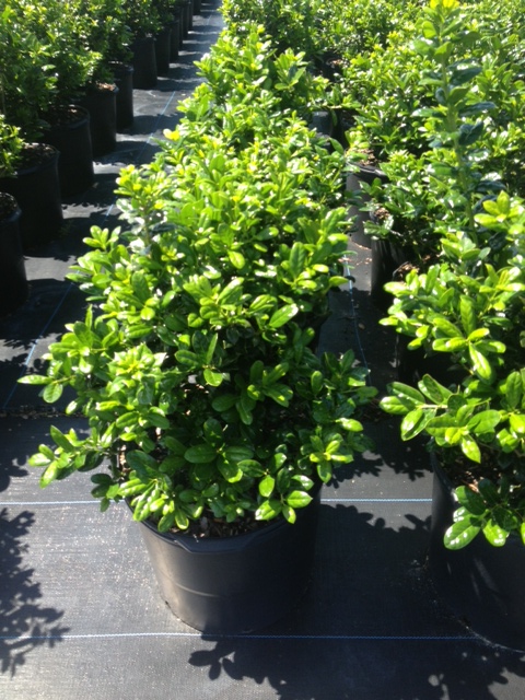 ilex-cornuta-burfordii-nana-chinese-holly-dwarf-burford-holly