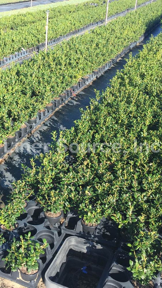 ilex-cornuta-burfordii-nana-chinese-holly-dwarf-burford-holly