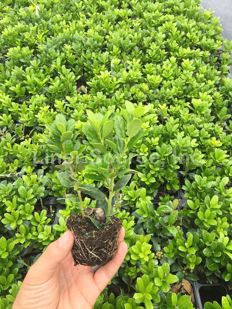 ilex-cornuta-burfordii-nana-chinese-holly-dwarf-burford-holly