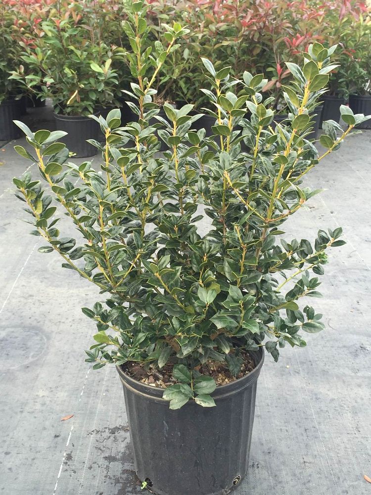 ilex-cornuta-burfordii-nana-chinese-holly-dwarf-burford-holly