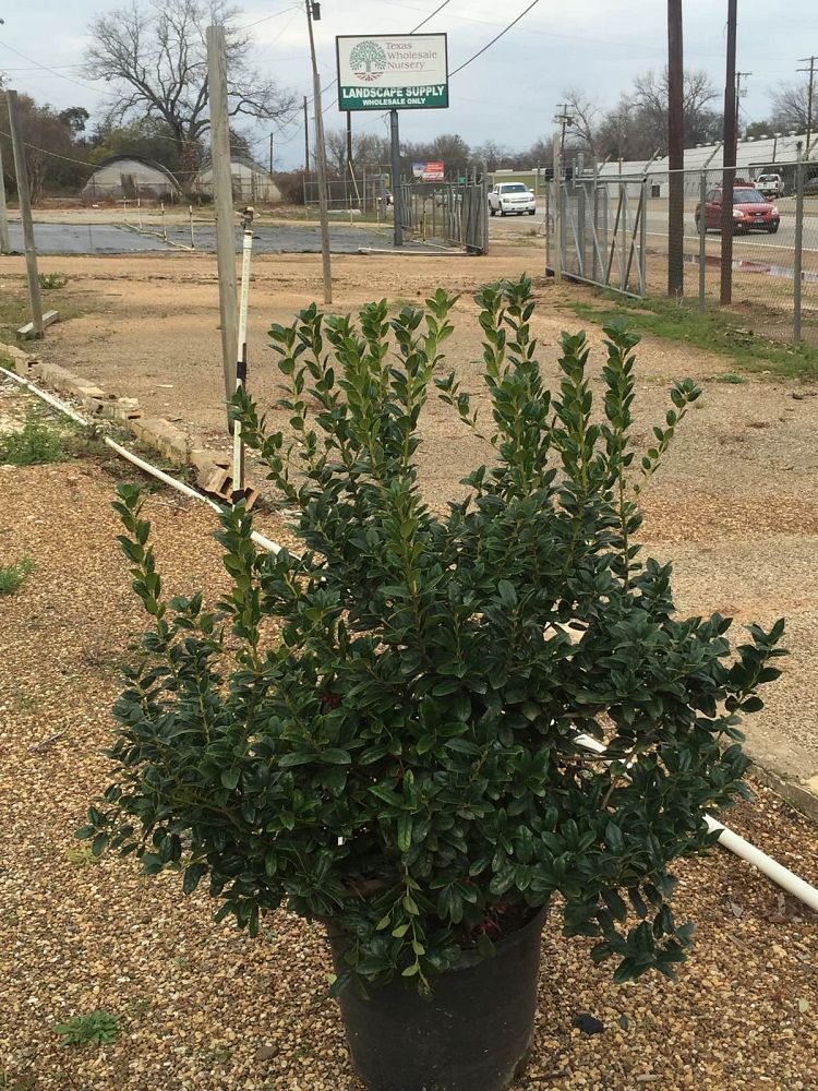 ilex-cornuta-burfordii-nana-chinese-holly-dwarf-burford-holly