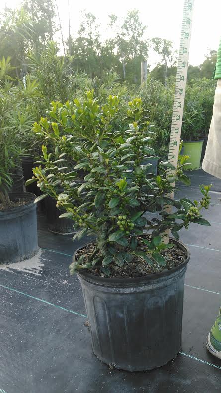 ilex-cornuta-burfordii-nana-chinese-holly-dwarf-burford-holly