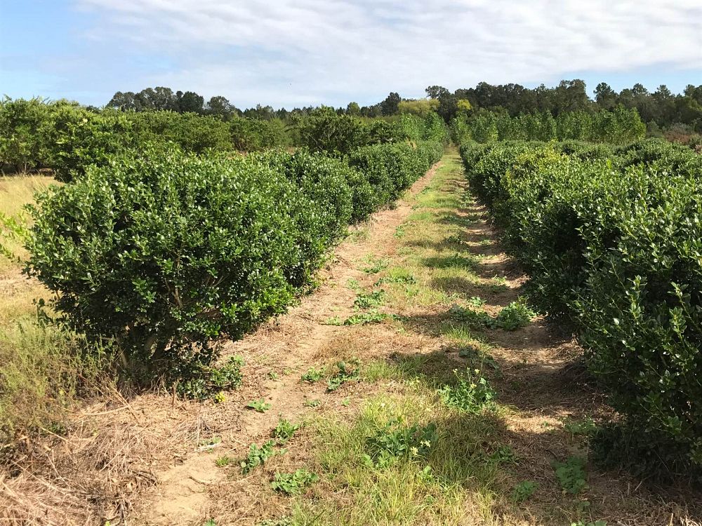 ilex-cornuta-burfordii-nana-chinese-holly-dwarf-burford-holly