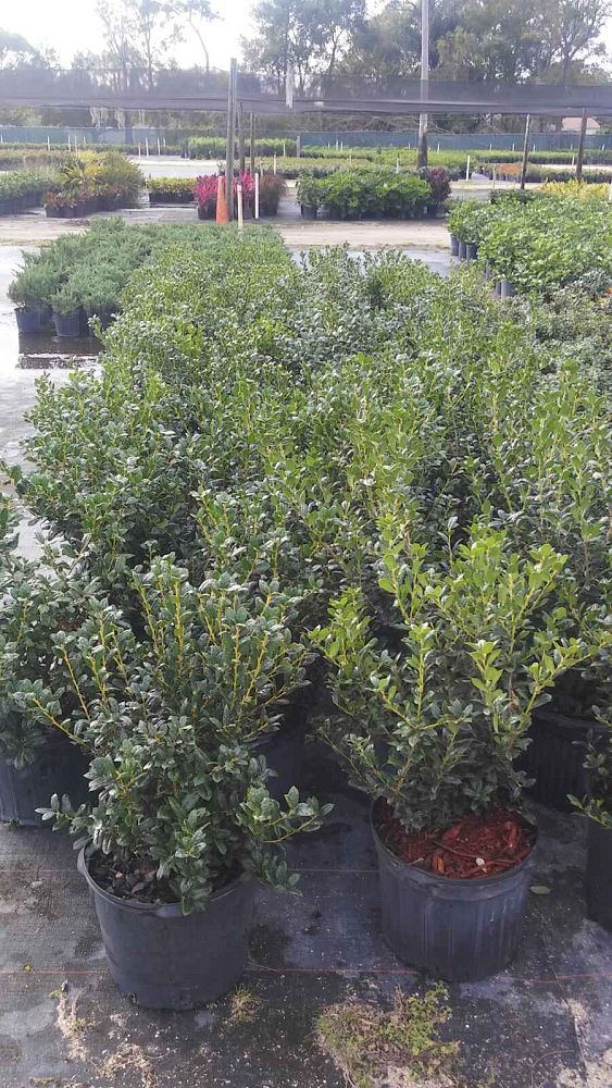 ilex-cornuta-burfordii-nana-chinese-holly-dwarf-burford-holly