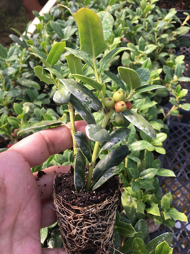ilex-cornuta-burfordii-nana-chinese-holly-dwarf-burford-holly