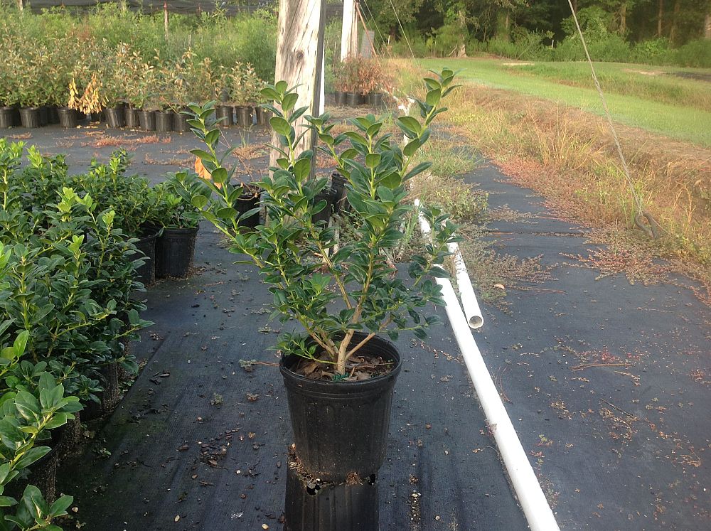 ilex-cornuta-burfordii-nana-chinese-holly-dwarf-burford-holly