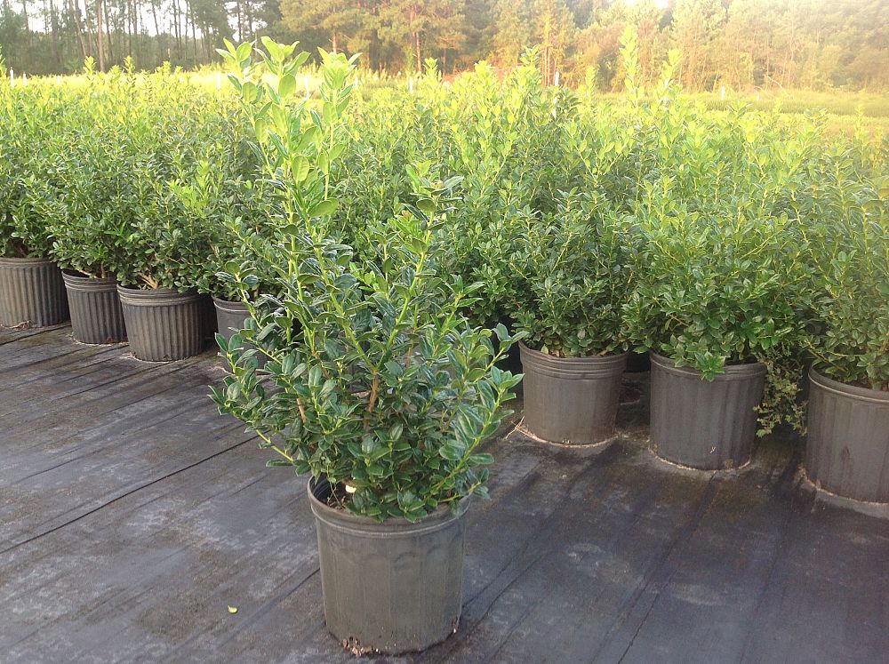 ilex-cornuta-burfordii-nana-chinese-holly-dwarf-burford-holly