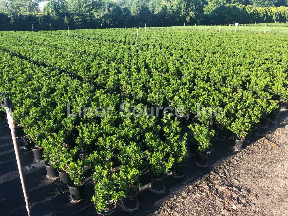 ilex-cornuta-burfordii-nana-chinese-holly-dwarf-burford-holly