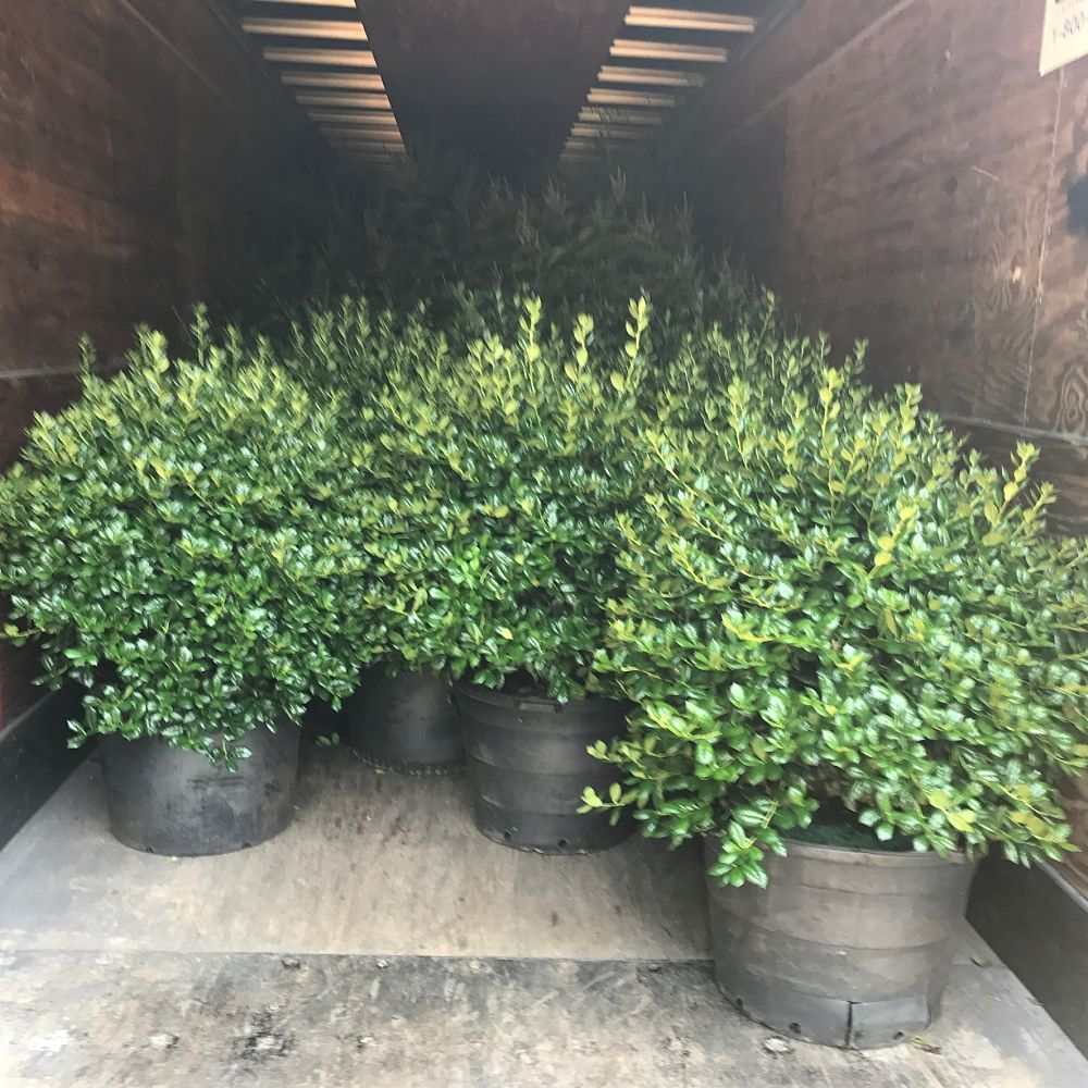 ilex-cornuta-burfordii-nana-chinese-holly-dwarf-burford-holly