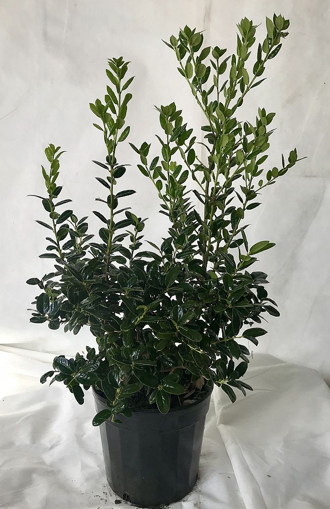 ilex-cornuta-burfordii-nana-chinese-holly-dwarf-burford-holly
