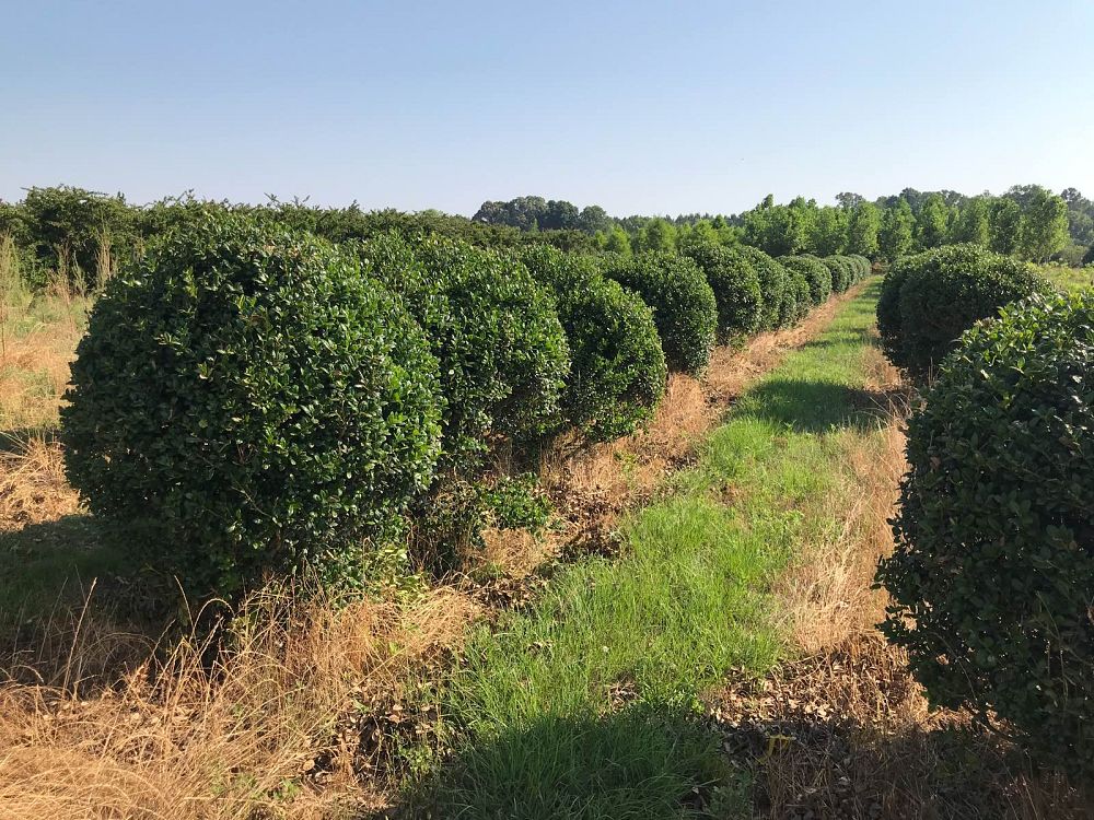 ilex-cornuta-burfordii-nana-chinese-holly-dwarf-burford-holly