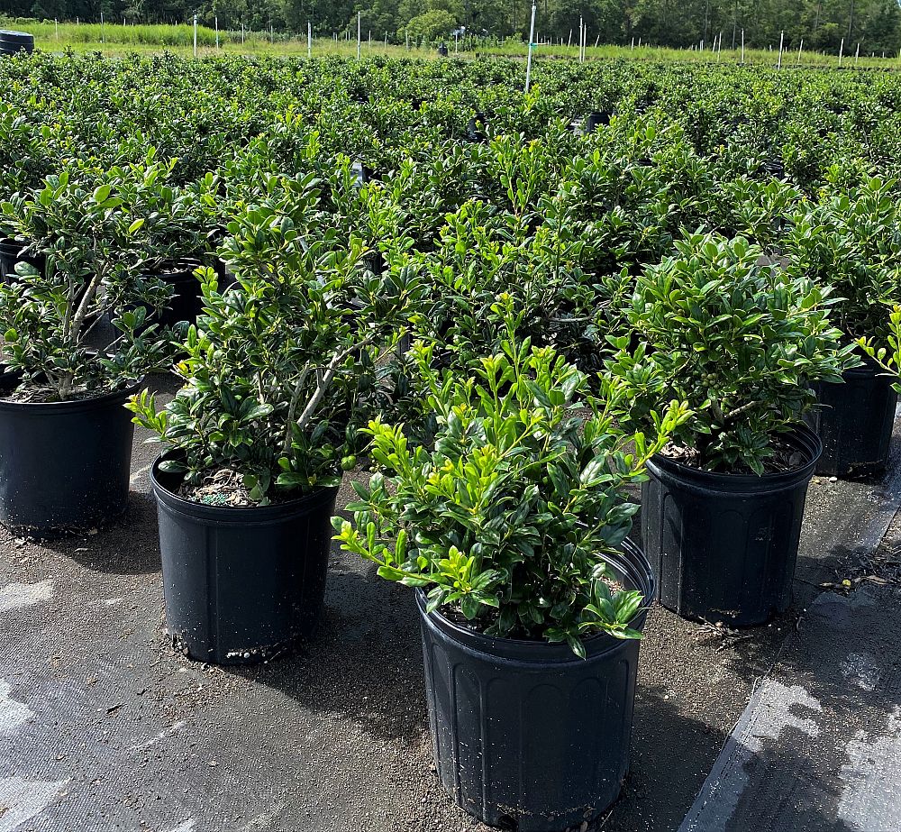 ilex-cornuta-burfordii-nana-chinese-holly-dwarf-burford-holly