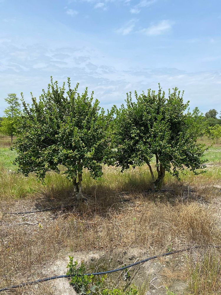 ilex-cornuta-burfordii-nana-chinese-holly-dwarf-burford-holly