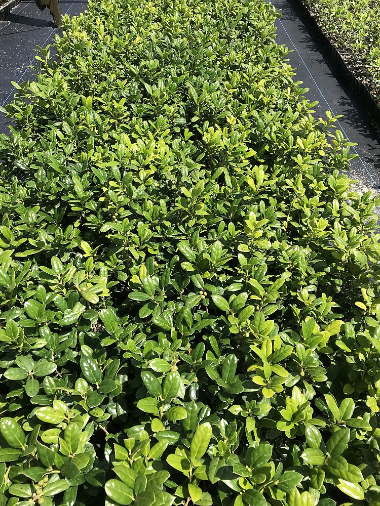 ilex-cornuta-burfordii-nana-chinese-holly-dwarf-burford-holly