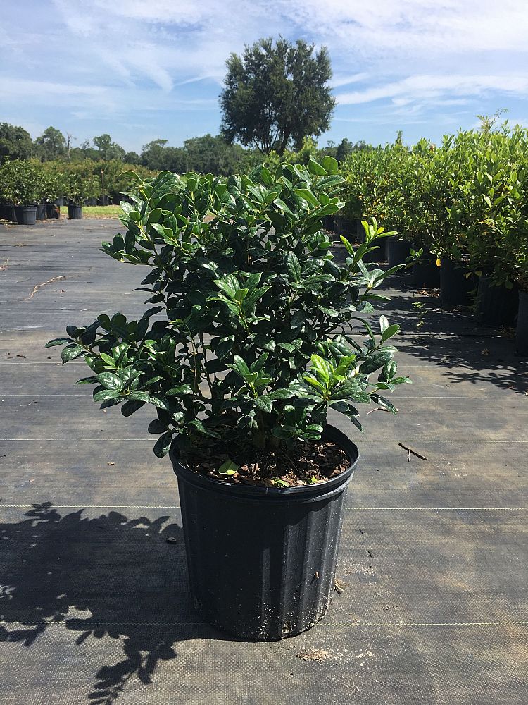 ilex-cornuta-burfordii-nana-chinese-holly-dwarf-burford-holly