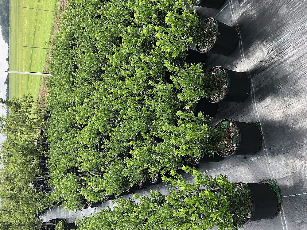 ilex-cornuta-burfordii-nana-chinese-holly-dwarf-burford-holly