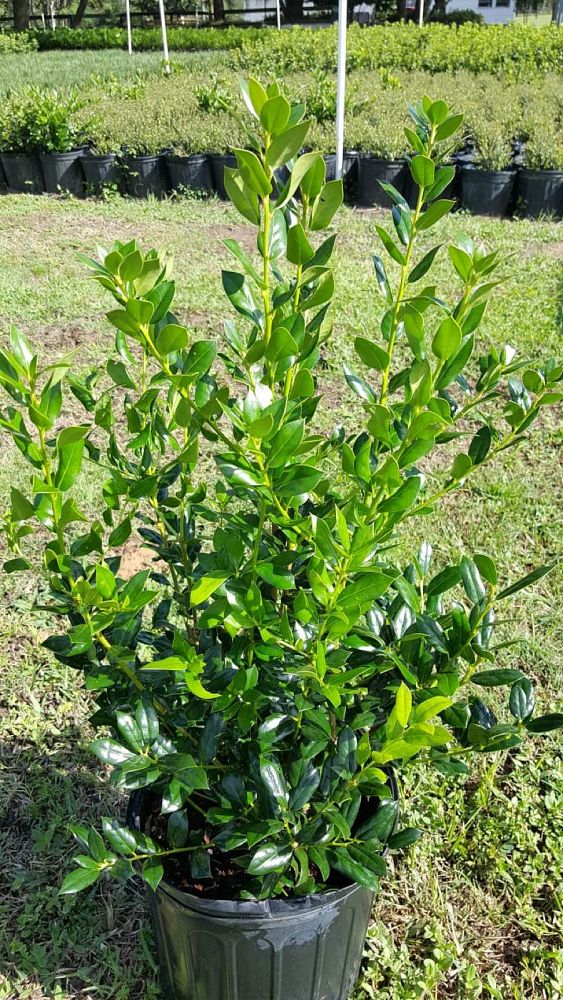 ilex-cornuta-burfordii-nana-chinese-holly-dwarf-burford-holly