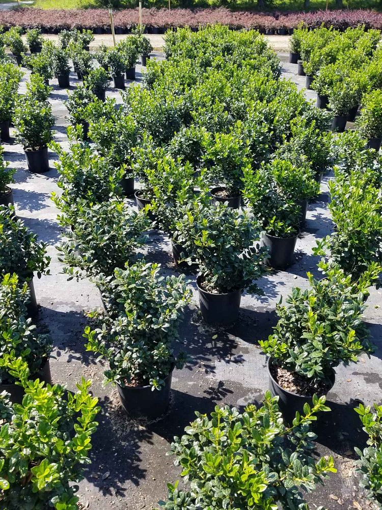 ilex-cornuta-burfordii-nana-chinese-holly-dwarf-burford-holly