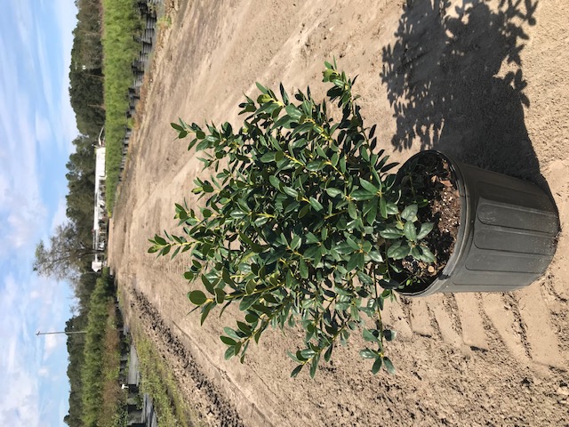ilex-cornuta-burfordii-nana-chinese-holly-dwarf-burford-holly