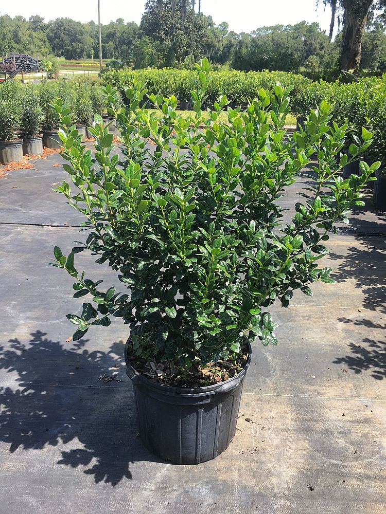 ilex-cornuta-burfordii-nana-chinese-holly-dwarf-burford-holly
