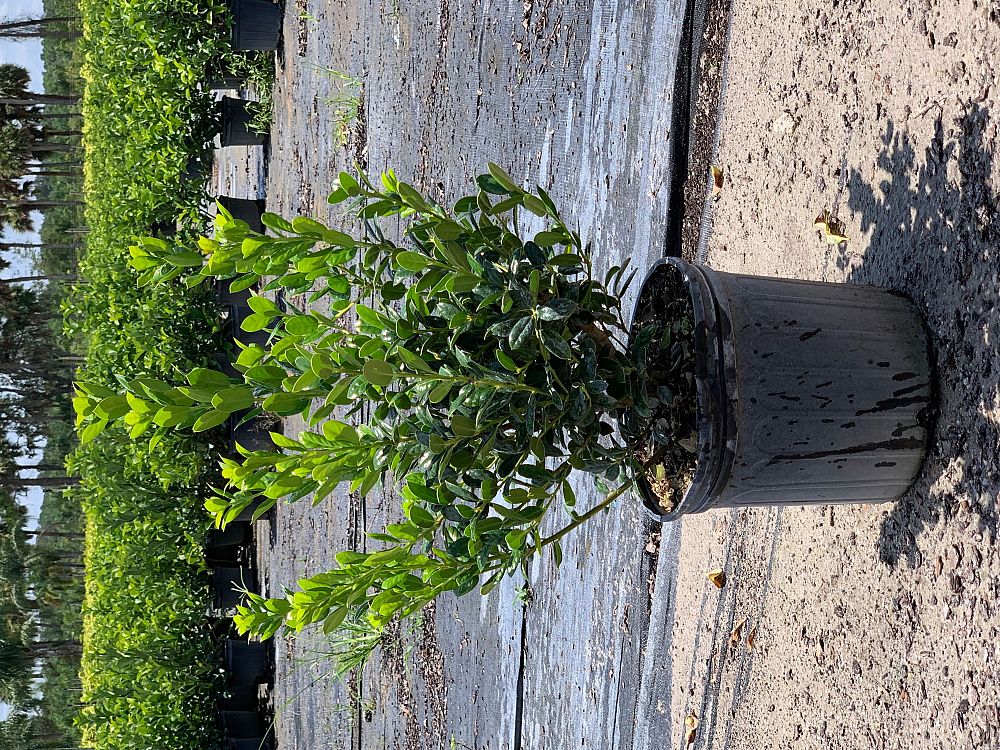 ilex-cornuta-burfordii-nana-chinese-holly-dwarf-burford-holly