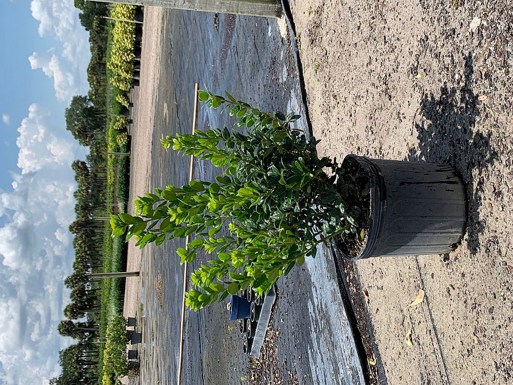 ilex-cornuta-burfordii-nana-chinese-holly-dwarf-burford-holly