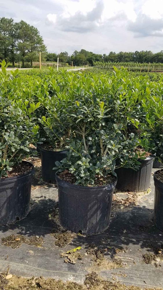 ilex-cornuta-burfordii-nana-chinese-holly-dwarf-burford-holly