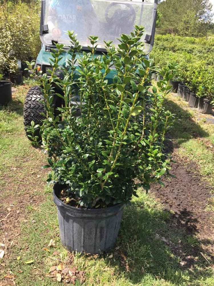 ilex-cornuta-burfordii-nana-chinese-holly-dwarf-burford-holly