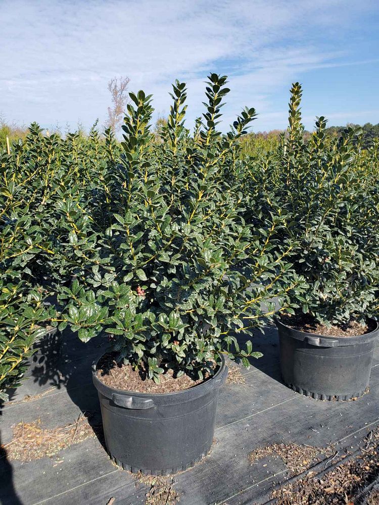ilex-cornuta-burfordii-nana-chinese-holly-dwarf-burford-holly