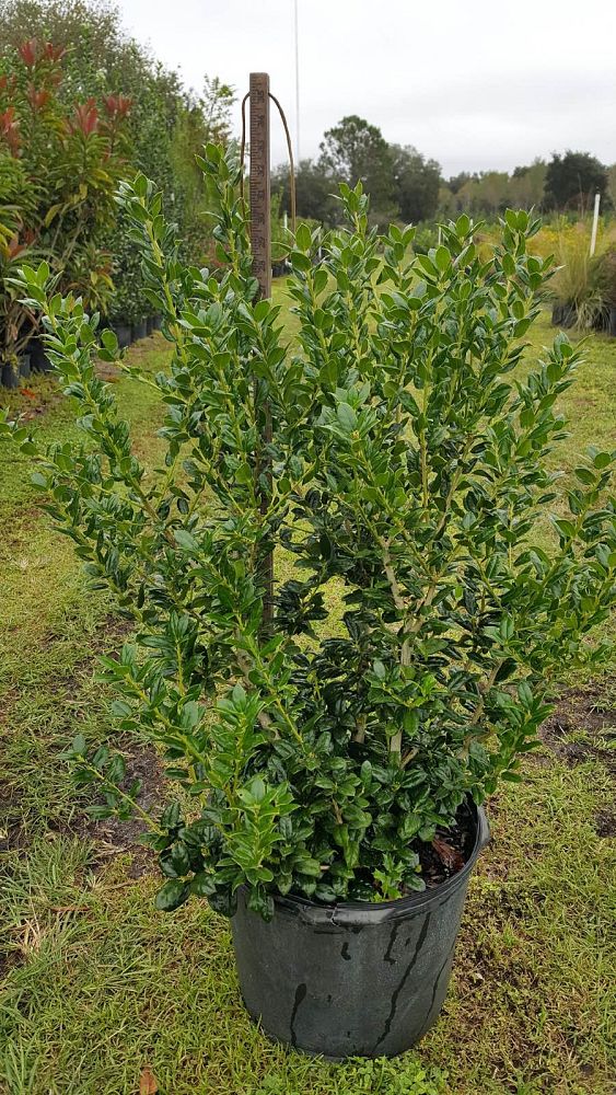 ilex-cornuta-burfordii-nana-chinese-holly-dwarf-burford-holly