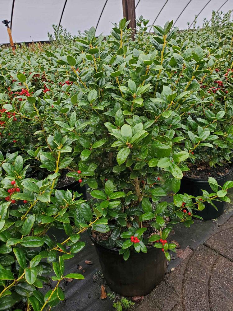 ilex-cornuta-burfordii-nana-chinese-holly-dwarf-burford-holly