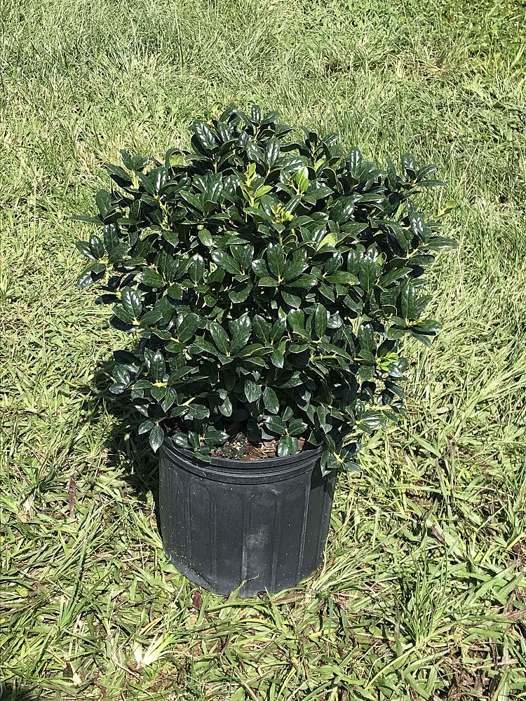 ilex-cornuta-burfordii-nana-chinese-holly-dwarf-burford-holly
